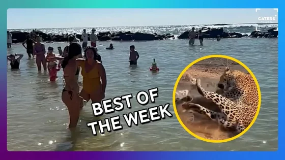 This Week's Most VIRAL Moments!